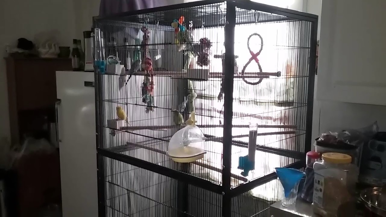 Giant parakeet flight cage with 10 birds! YouTube