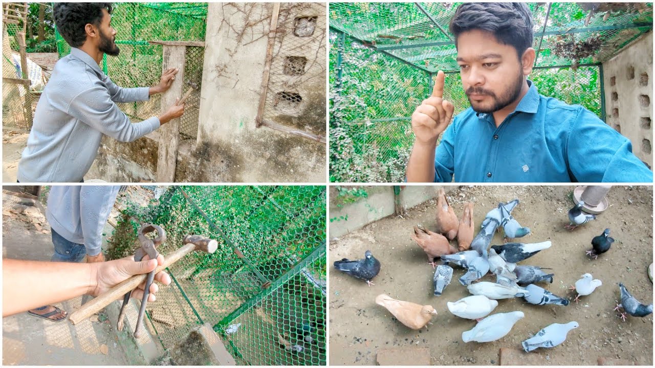 হয়ে গেছে কাজ ছেড়ে দিব এখন কবুতর ✨😐