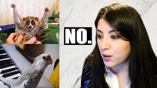 PET YouTuber Reacts To Viral Animal Videos | EMZOTIC