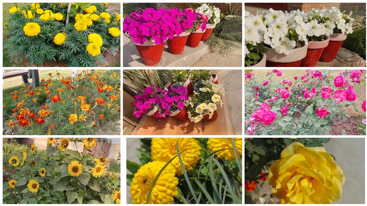 Summer And  Winter Flowering Plants Updates (All Season Long!)