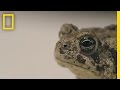 Conservation Challenges of the Wyoming Toad and Its Ecosystem