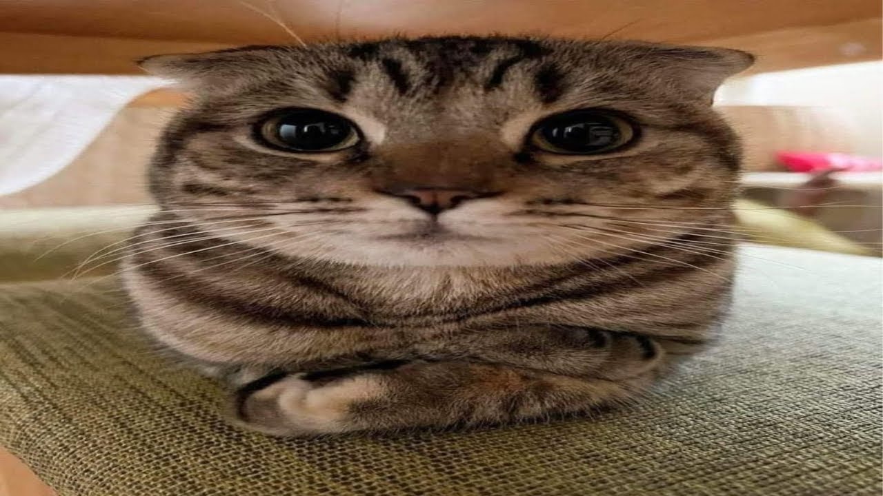 clip dump numero nueve #9