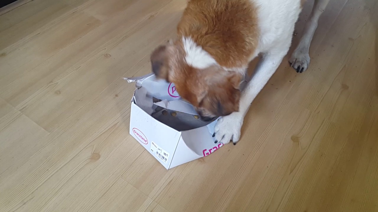 Dog brain game on a shoestring budget, literally YouTube