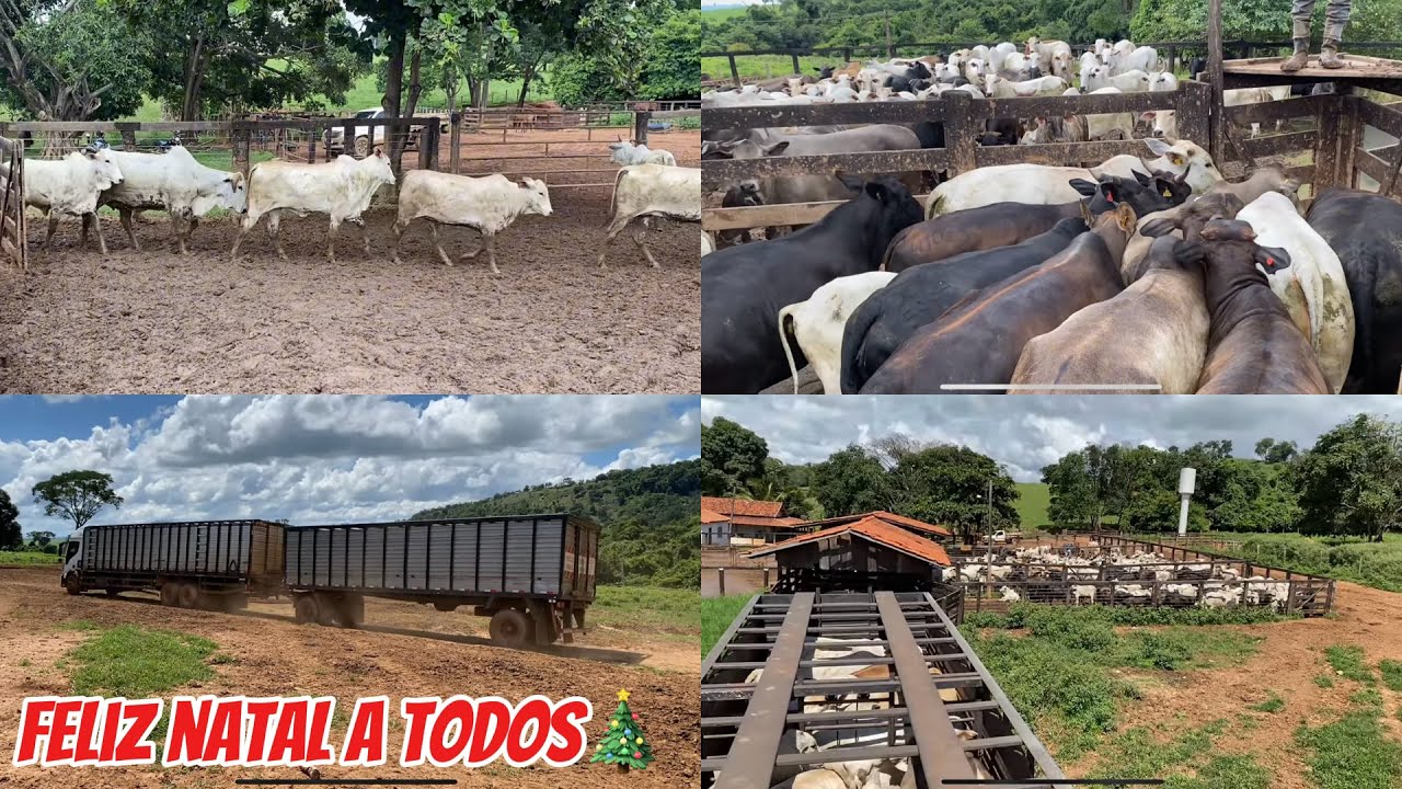 🥩🪝 Fizemos o embarque da picanha do Natal 🎄Apartando, Pesando e embarcando o bovino do Homem🐂🚛🥩🪝