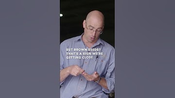 What Makes 2025 Wine Grapes Ready For Harvest?