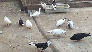 #Pigeons.Дозировка медного купароса для обработки корма.