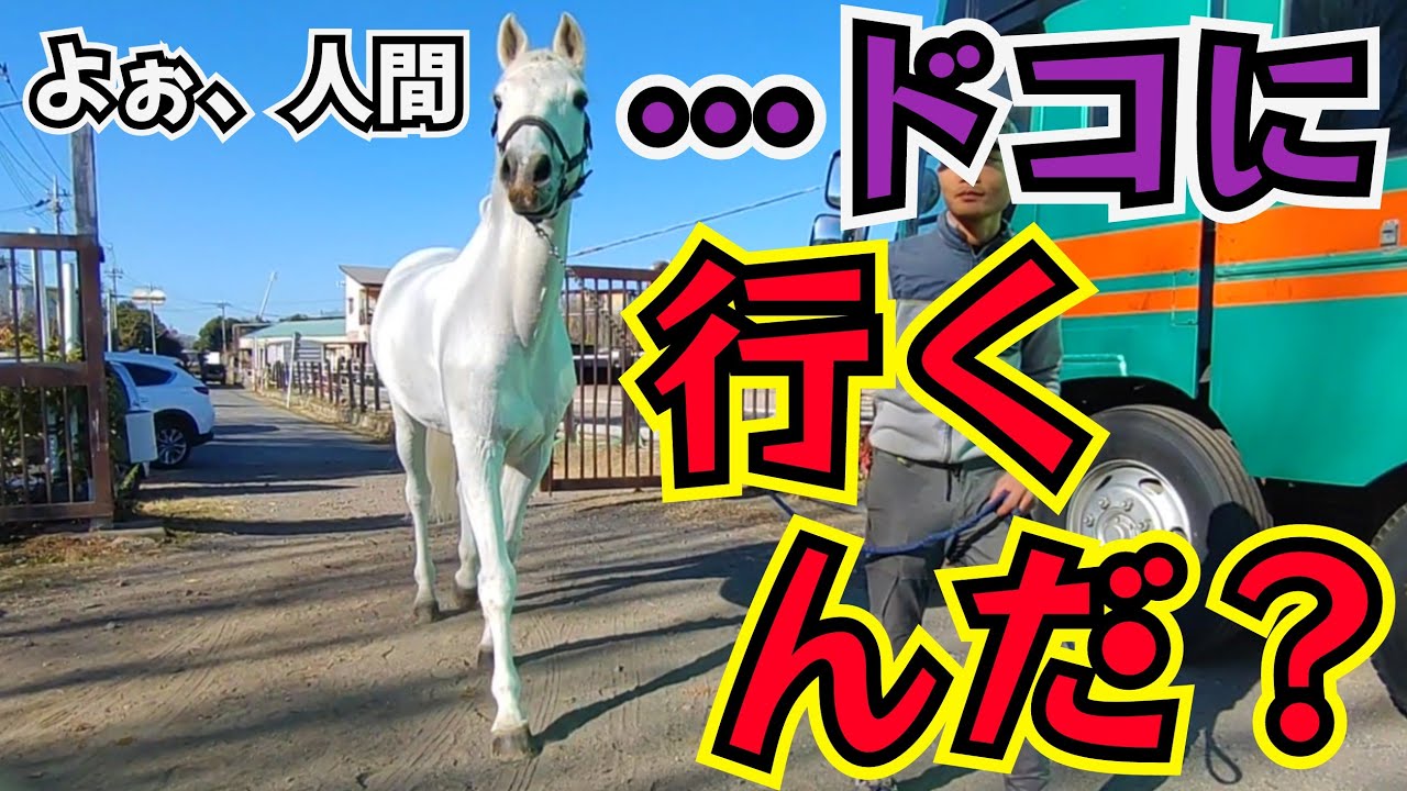 新しい仲間馬がドコかへ行く…？特徴が白くてヤンチャで変顔が得意
