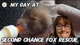 Daytrip to Second Chance Fox Rescue  #secondchancefoxrescue #wildlife #fox #viral #fyp #cuteanimals