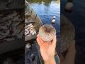This will make you sad about Puffer Fish! #shorts