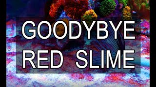 Reef Tank Cyanobacteria Removal