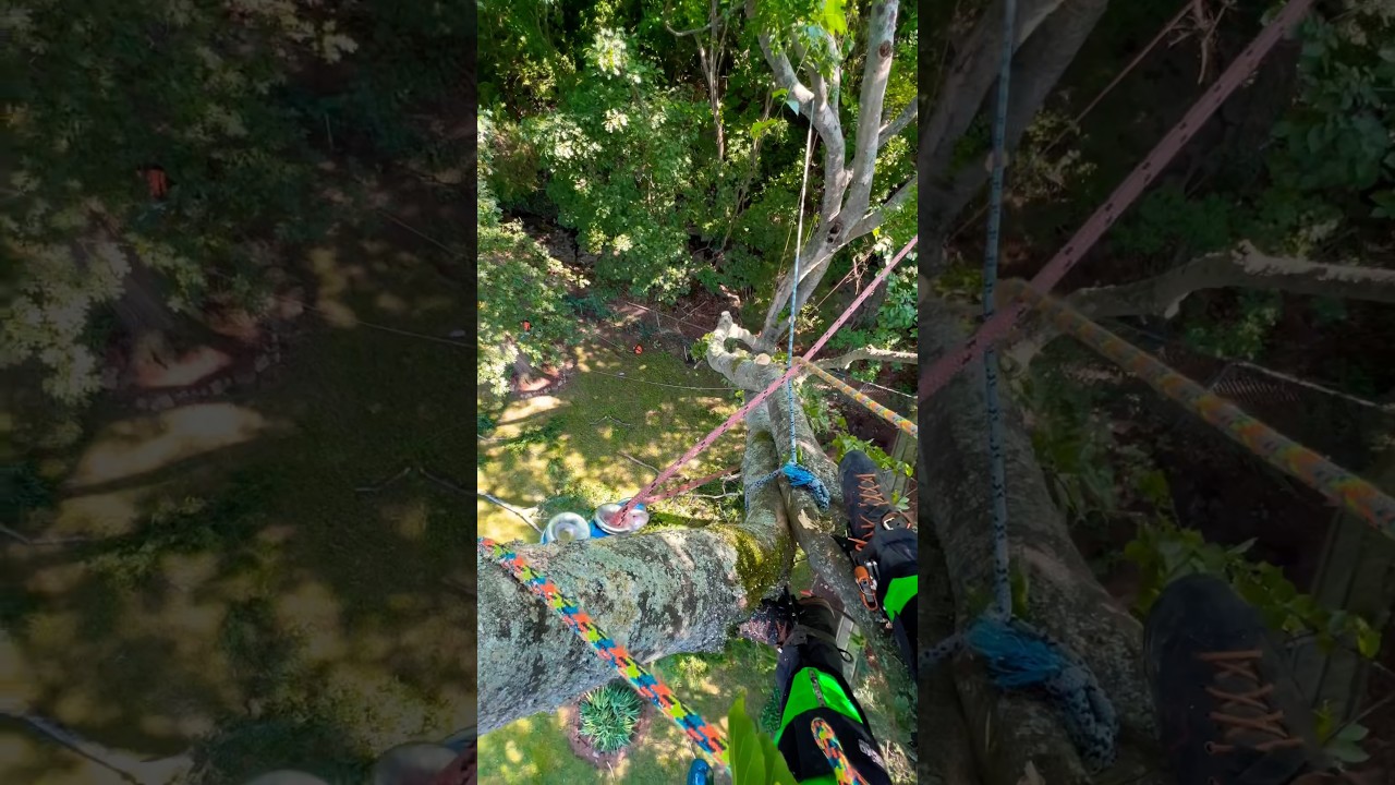 Crazy Tree Rigging! (Pretensioning sprawly leads and negative rigging w/out a high rig point)