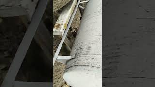 Polewanie Pomidorów Po Posadzeniu