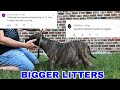 "BREEDING FOR SUCCESS" What is the best days to breed your American Bully for a successful litter