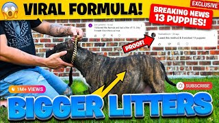 Full BREEDING FOR SUCCESS What is the best days to breed your American Bully for a successful litter Update