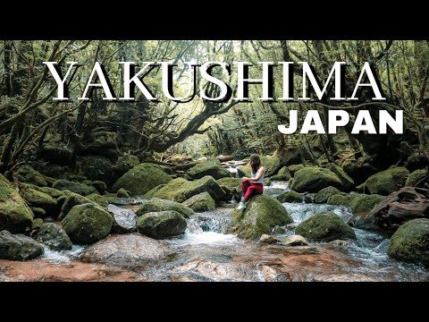 WHAT TO DO IN YAKUSHIMA: Exploring Hidden Japan Part 2 (Yakusugi Land, Shiratani Unsuikyo)