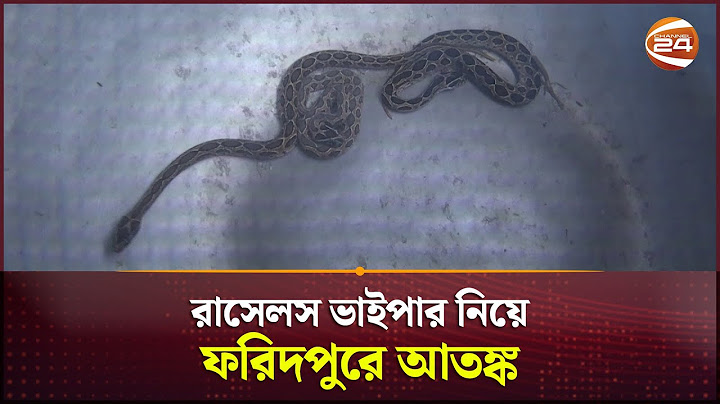 রাসেলস ভাইপার নিয়ে ফরিদপুরে আতঙ্ক | Russell's Viper | Snake | Channel 24