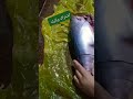 سمك التونه وجماله نجومي