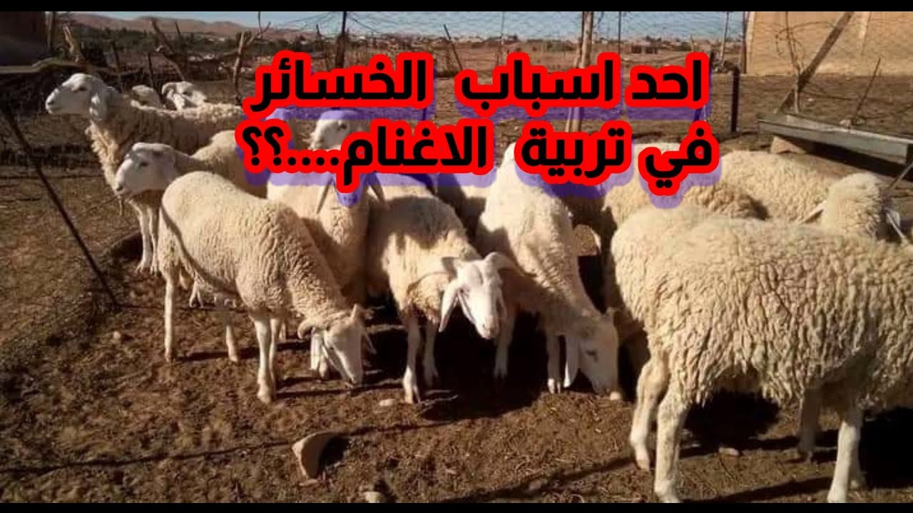 كيف تعالج الاغنام الهزيلة والتي لا تسمن....احد اسباب الضعف عند الاغنام