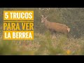 🦌5 TRUCOS para ver la BERREA con éxito (de forma respetuosa)