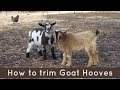 Hoof-Trimming on Goats: It's pretty Simple!