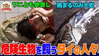 【タイの危険生物】巨大ニシキヘビ！人喰いスッポン！タイの人々が飼う危険生物がスゴすぎる！スッポンに咬まれたとき放してもらうコツは？【どうぶつ奇想天外／WAKUWAKU】
