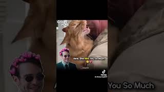 Cat's Reaction on Owner Return. #dogs #cat #100kvews #loyalpets