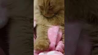 #кот, #мурчалка, #вечерний, #ритуал, #Козя