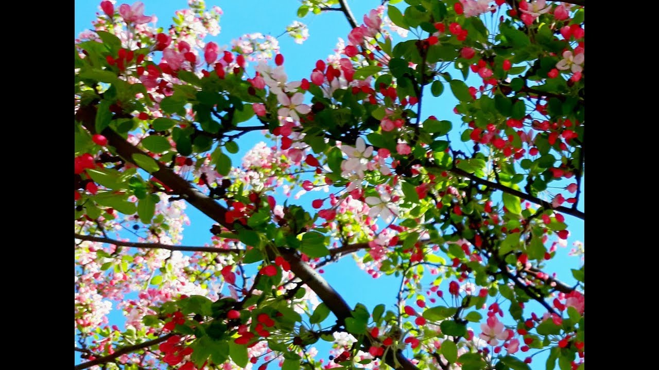 Nature morning alarm birdsong.