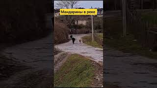 мандарины в реке