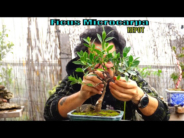 Ficus microcarpa bonsai - Clorofila