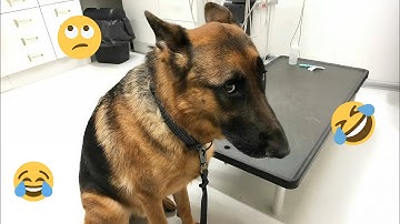 2025 Is Almost Over… But These Dogs Are Still Pure Comedy 😂🐶 Funny Dog Videos 2025 #11