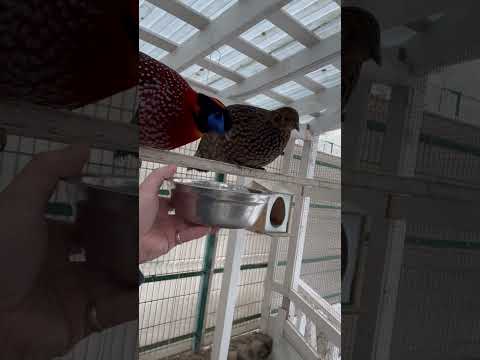 Трагопан Темминки приручаются