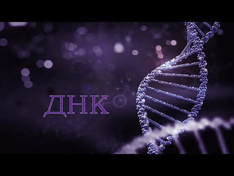 История открытия ДНК