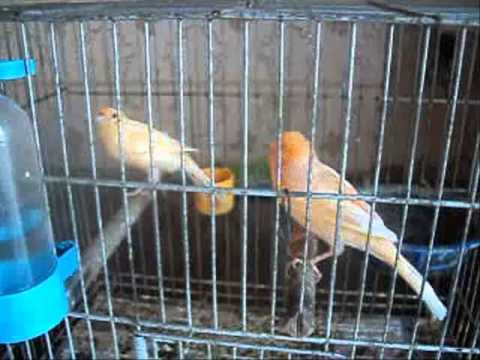 Canario belga acasalando - YouTube