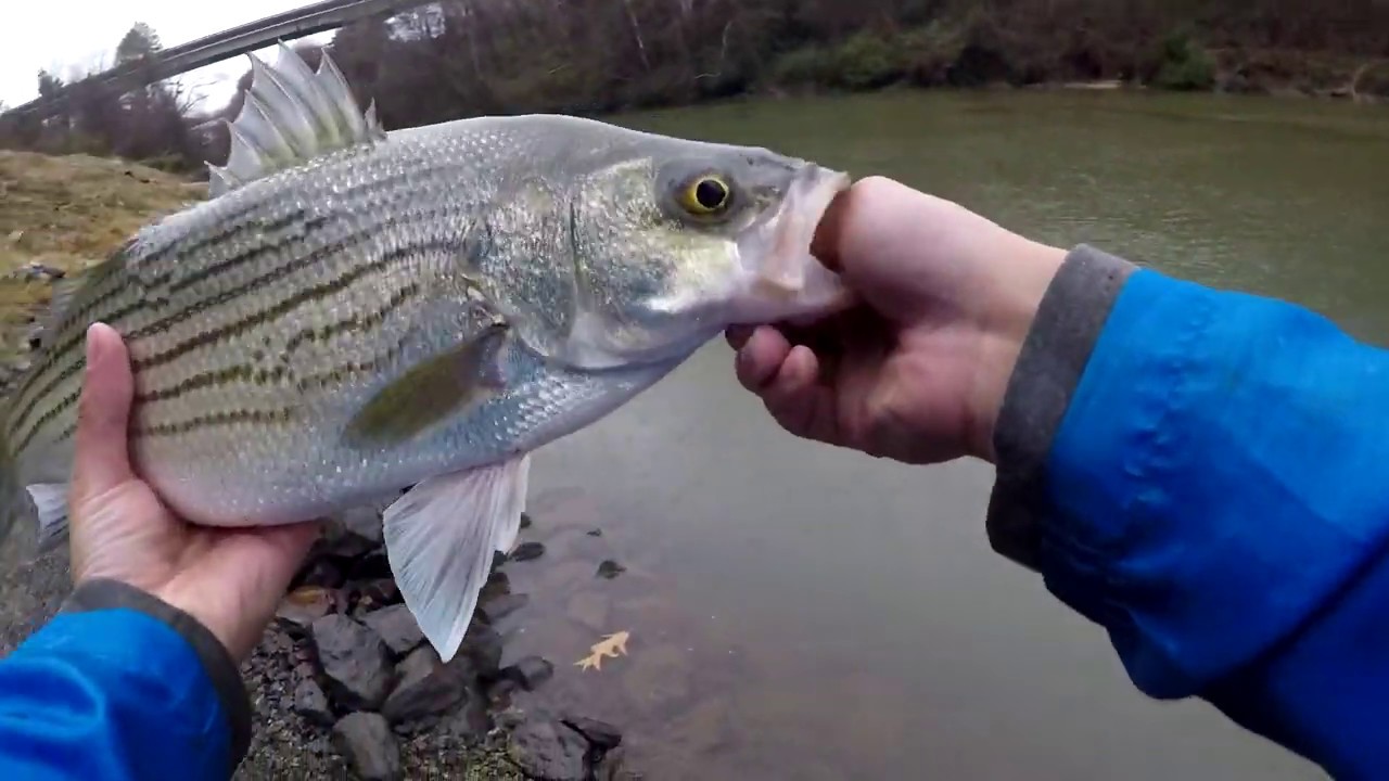 Hybrid Striper Fishing at Marshall Steam Powerplant, NC. YouTube