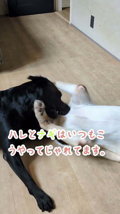 大型犬の親子のじゃれあいが可愛い#ラブラドール #大型犬のいる生活 #retreiver #labradorretriever