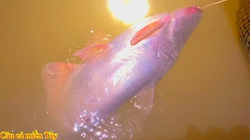 Tập 177: câu cá tra sông trên bè gần cầu rạch miễu 2 - cá nơi đây nó to lắm