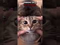 RANKING TOP 5 CAT MOMENTS#funny #cute #cat #viral #memes