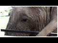 SAMBURU ELEPHANTS LARSENS CAMP 2019 SAMBURU ELEPHANTS LARSENS CAMP 2019
