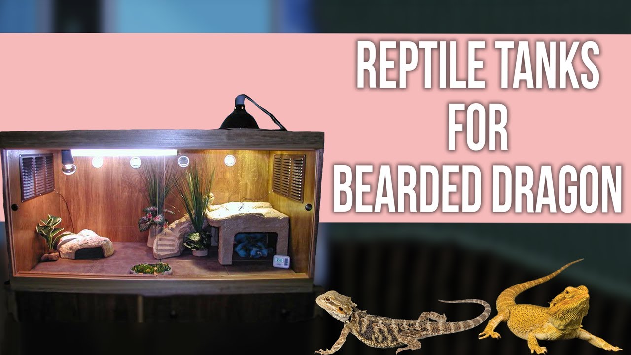 5 Best Reptile Tanks for Bearded Dragon YouTube
