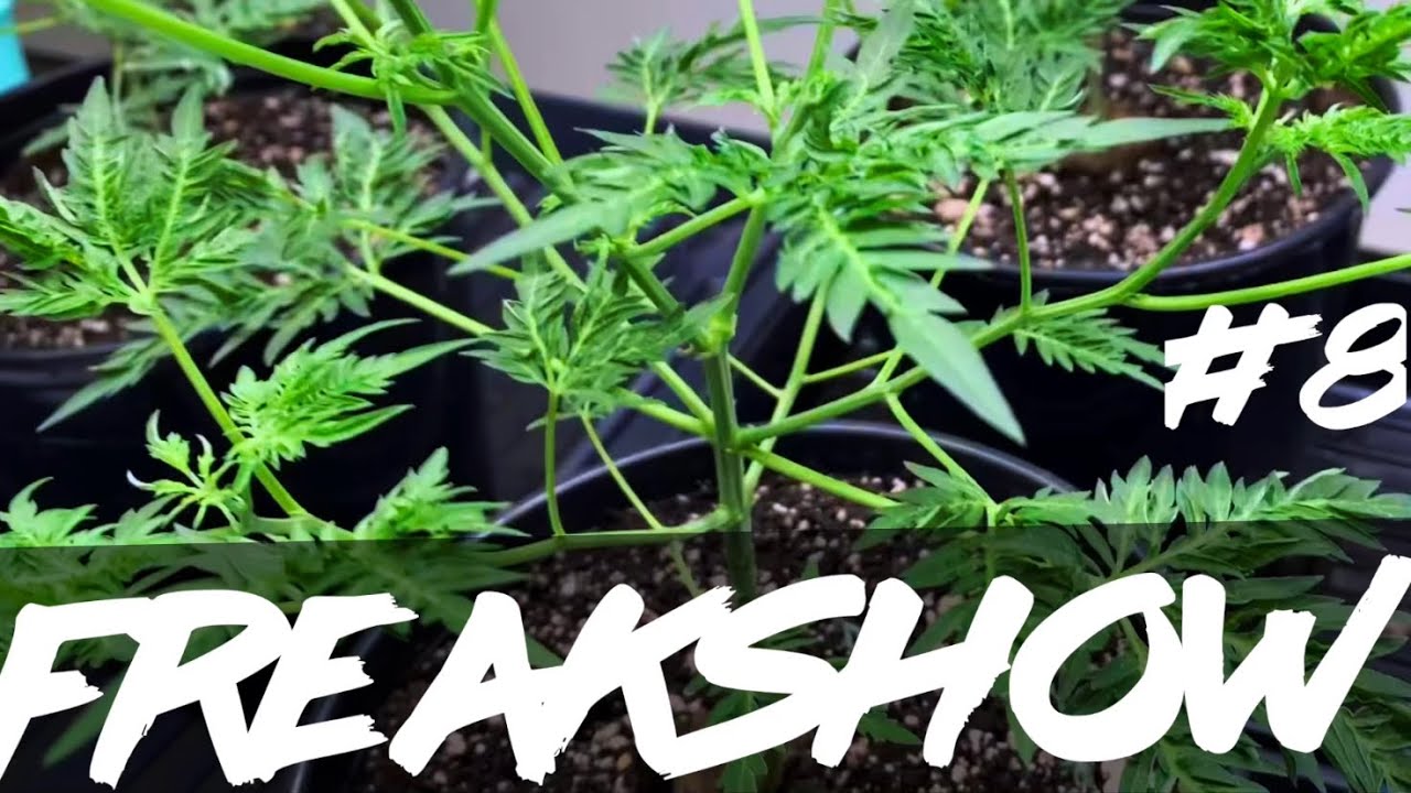 Matty Grows | The Work Grow | Freakshow | #8 | 