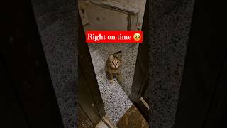 Stray Cat Comes Every Night To Be Served Dinner