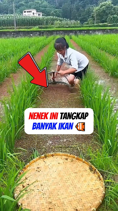 Flooded Rice Fields, Grandma Jumps In... The Results Are Amazing! 🌾🔥#shortvideo