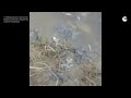 В Хабаровском поселке обнаружили несколько тысяч мертвых лягушек