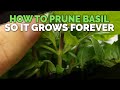 How to Prune Basil So It Grows Forever!