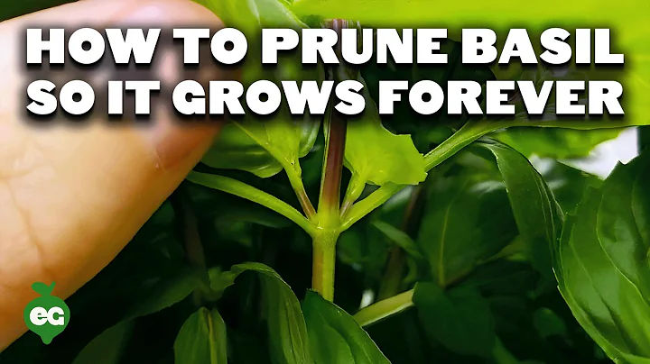 How many times can you prune basil? (2025)
