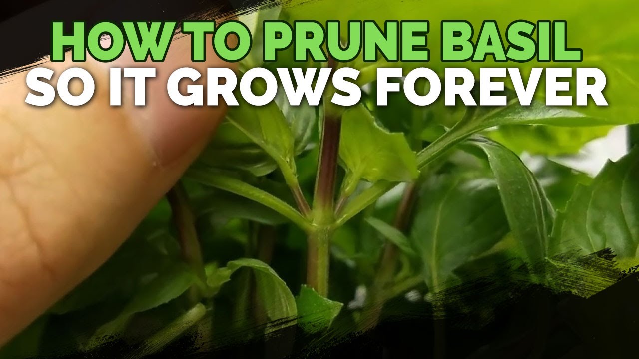 Grow More Basil Than You Can Possibly Eat!