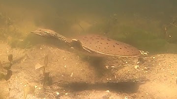 Underwater Surprise - Spiny Softshell Turtle Swimming in Slow Motion