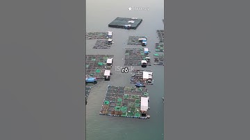 “Vì Sao Cá Rô Phi Việt Nam Khiến Cả Cuba ‘Sững Sờ’? Sự Thật Sau 10 Năm Hợp Tác”