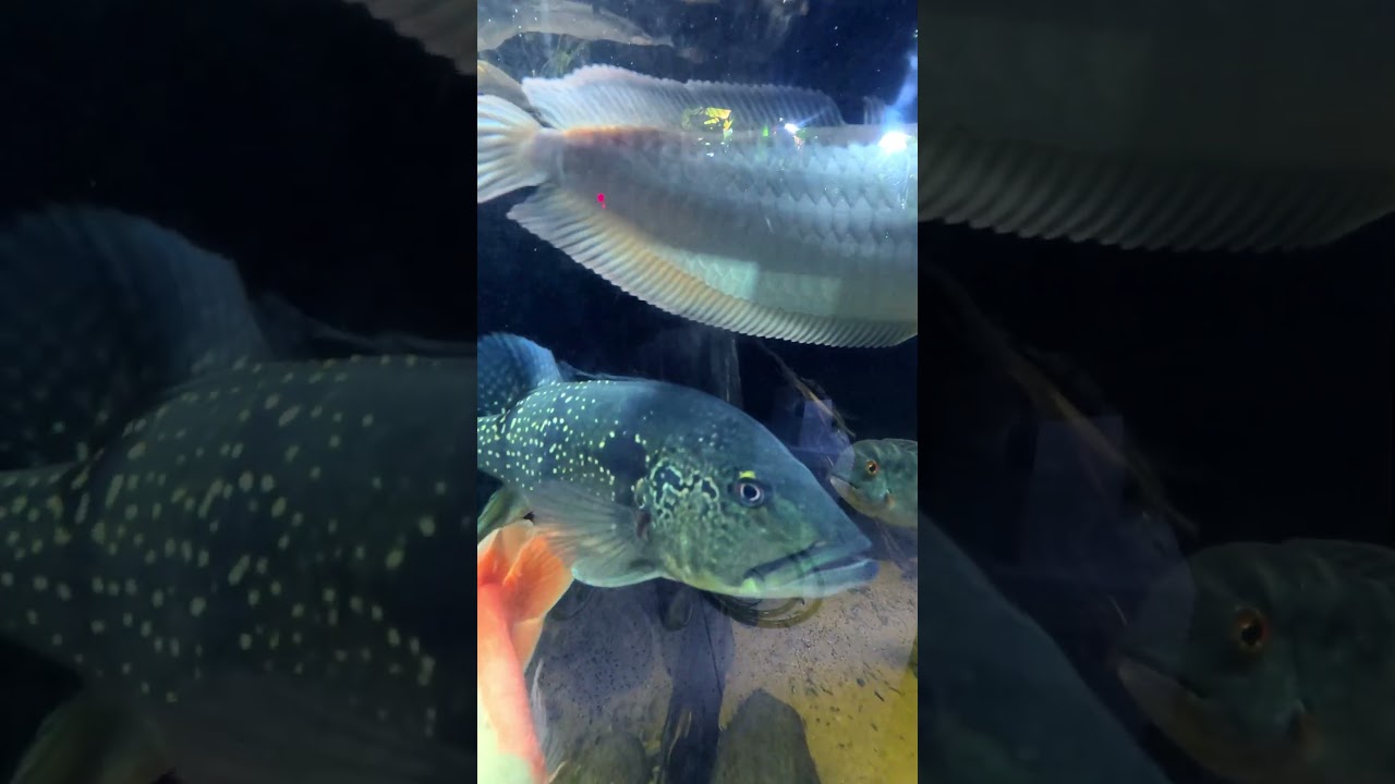 Aquariums Are Awesome!
